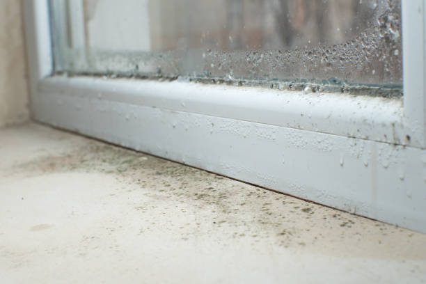 Why You Should Choose Our Mold Remediation Services in Wymore, NE